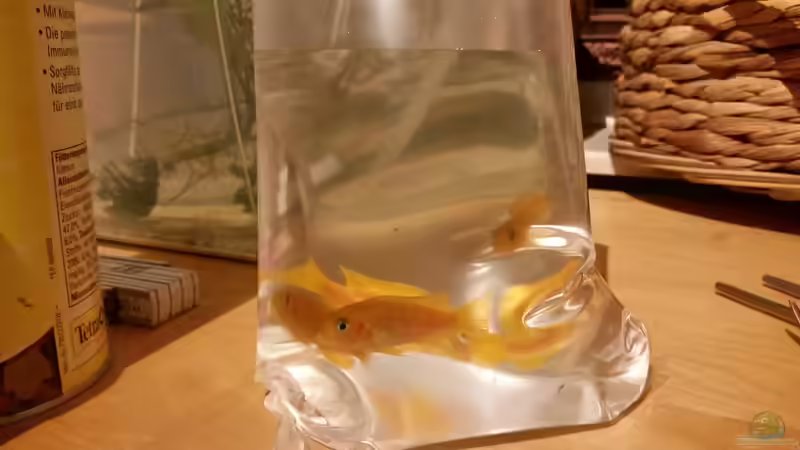 Besatz im Aquarium Malawi Juwel Trigon 350 von Gunnar2060 (58)