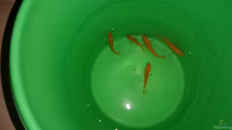 Besatz im Aquarium Malawi Juwel Trigon 350 von Gunnar2060 (59)