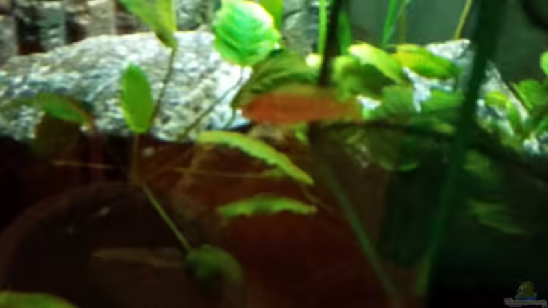 Besatz im Aquarium Malawi Juwel Trigon 350 von Gunnar2060 (64)