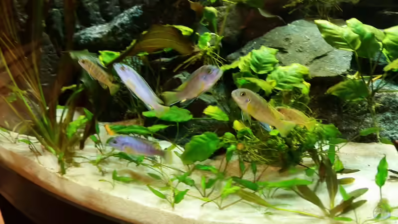 Besatz im Aquarium Malawi Juwel Trigon 350 von Gunnar2060 (65)