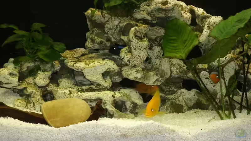 Besatz im Aquarium Malawi Katzentraum Reloaded von Kleene69 (7)