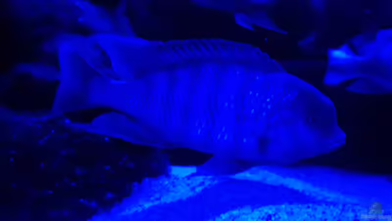 Besatz im Aquarium Malawi-Lavabiotop von Hydropneumat (10)