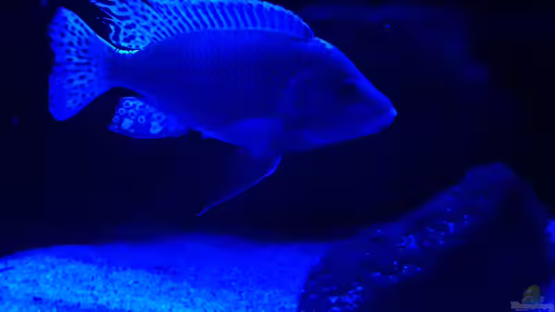 Besatz im Aquarium Malawi-Lavabiotop von Hydropneumat (11)