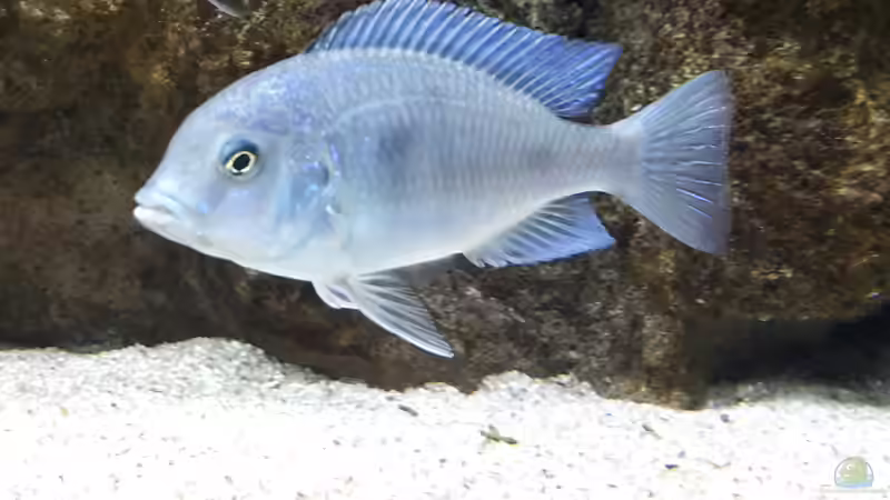 Besatz im Aquarium Malawi-Lavabiotop von Hydropneumat (2)