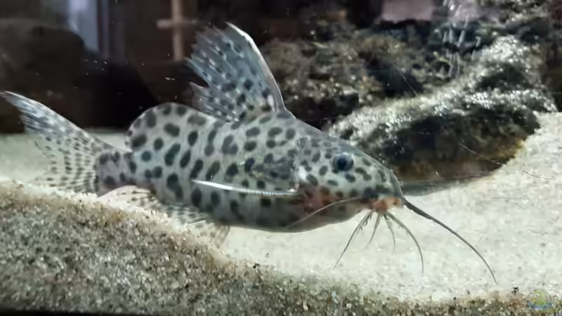 Besatz im Aquarium Malawi-Lavabiotop von Hydropneumat (3)