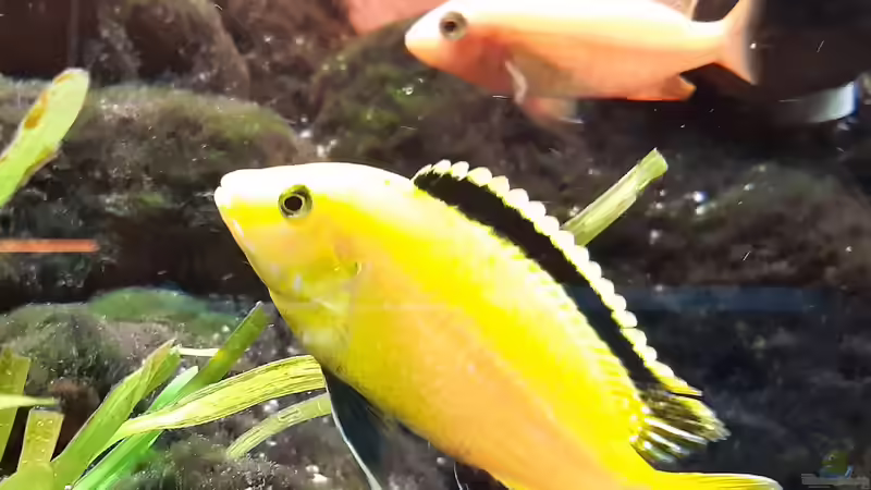 Besatz im Aquarium Malawi-Lavabiotop von Hydropneumat (4)