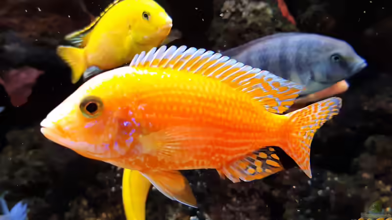 Besatz im Aquarium Malawi-Lavabiotop von Hydropneumat (5)