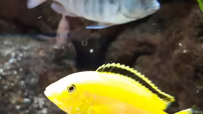 Besatz im Aquarium Malawi-Lavabiotop von Hydropneumat (6)