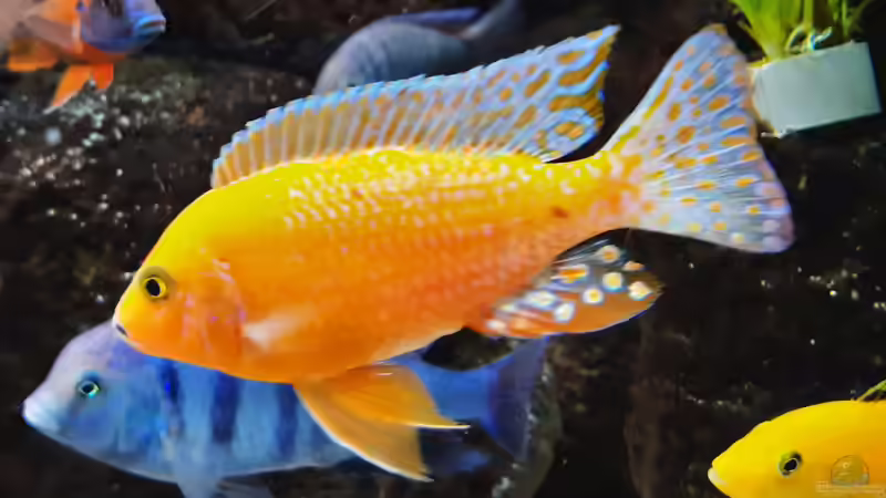 Besatz im Aquarium Malawi-Lavabiotop von Hydropneumat (7)