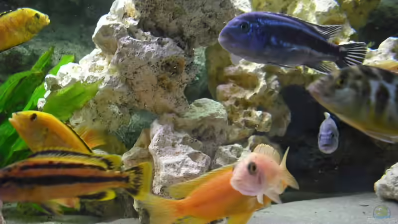 Besatz im Aquarium malawi.mario 450l Becken von malawi.mario (10)