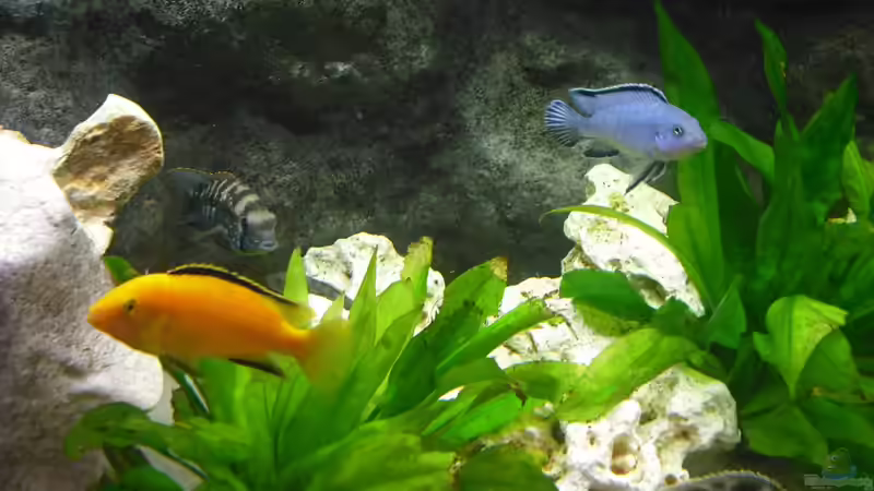 Besatz im Aquarium malawi.mario 450l Becken von malawi.mario (11)