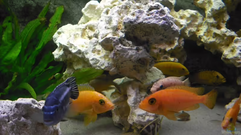 Besatz im Aquarium malawi.mario 450l Becken von malawi.mario (12)