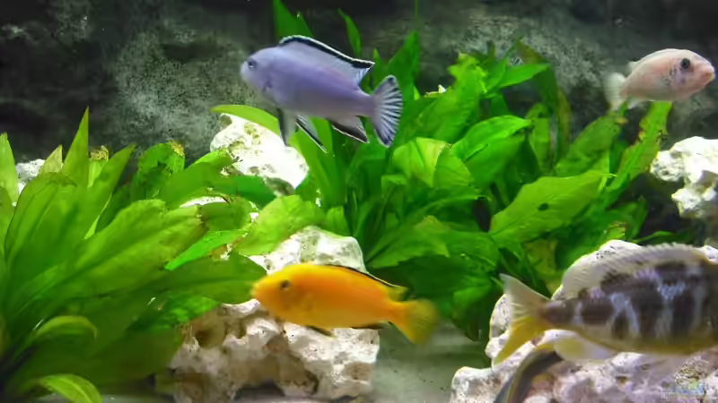Besatz im Aquarium malawi.mario 450l Becken von malawi.mario (13)
