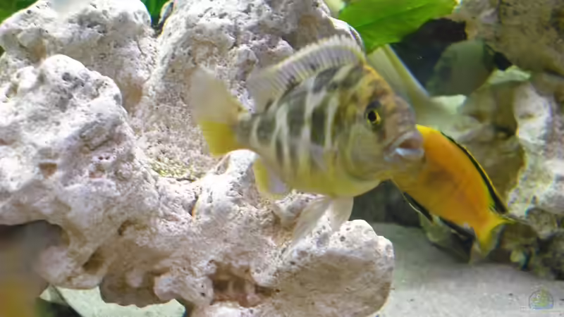 Besatz im Aquarium malawi.mario 450l Becken von malawi.mario (14)