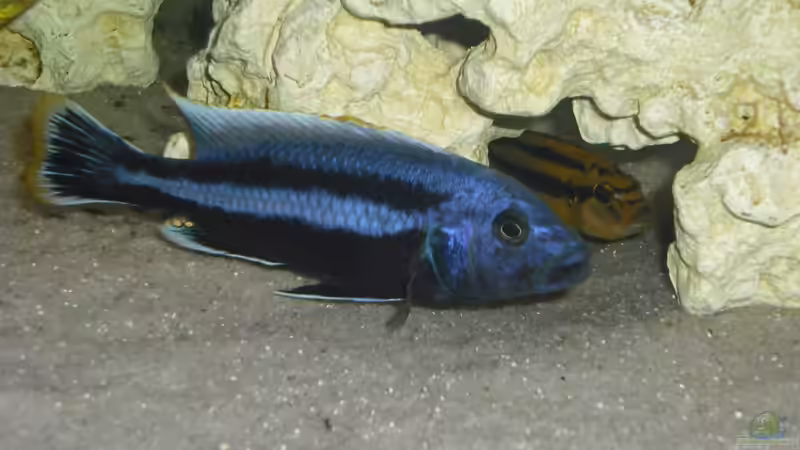 Besatz im Aquarium malawi.mario 450l Becken von malawi.mario (15)