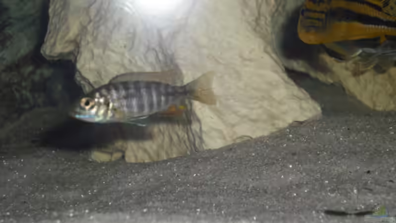 Besatz im Aquarium malawi.mario 450l Becken von malawi.mario (19)