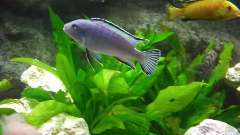 Besatz im Aquarium malawi.mario 450l Becken von malawi.mario (5)