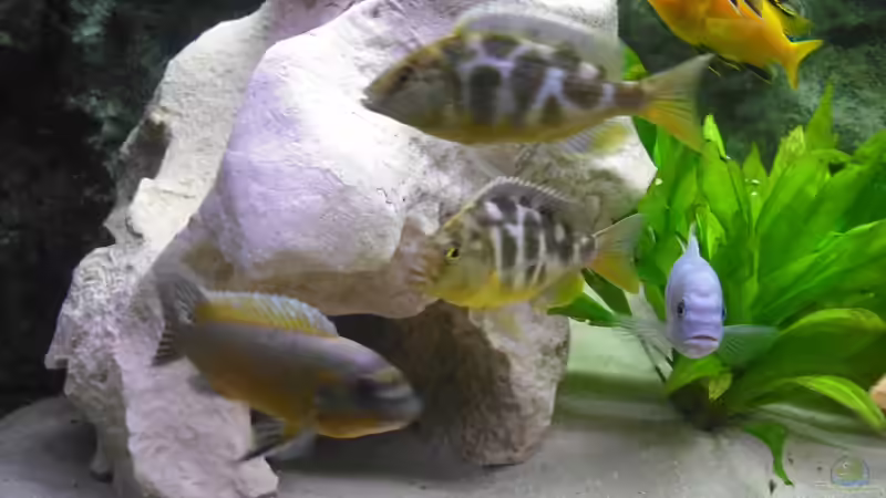 Besatz im Aquarium malawi.mario 450l Becken von malawi.mario (6)