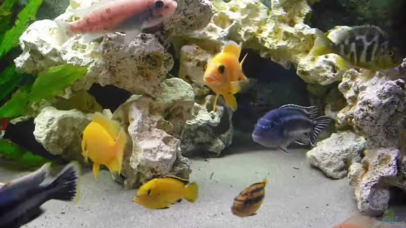 Besatz im Aquarium malawi.mario 450l Becken von malawi.mario (9)