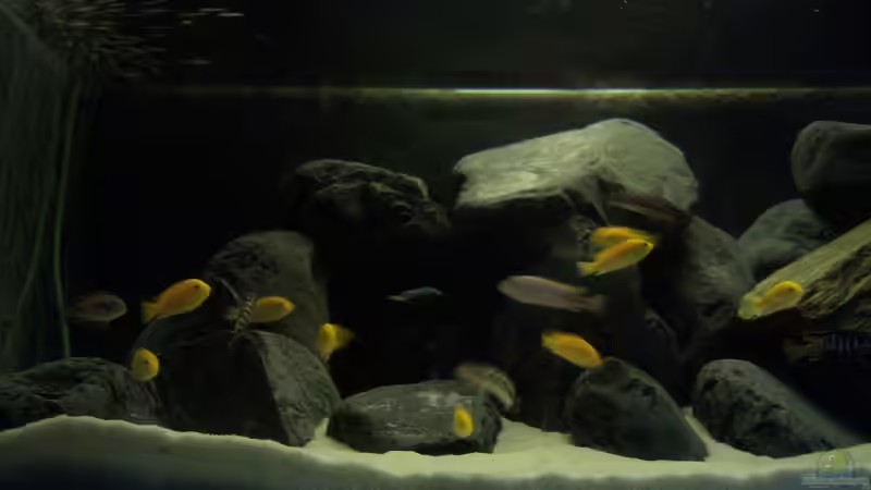 Besatz im Aquarium Malawi-Marmor von BRANDNEW (13)