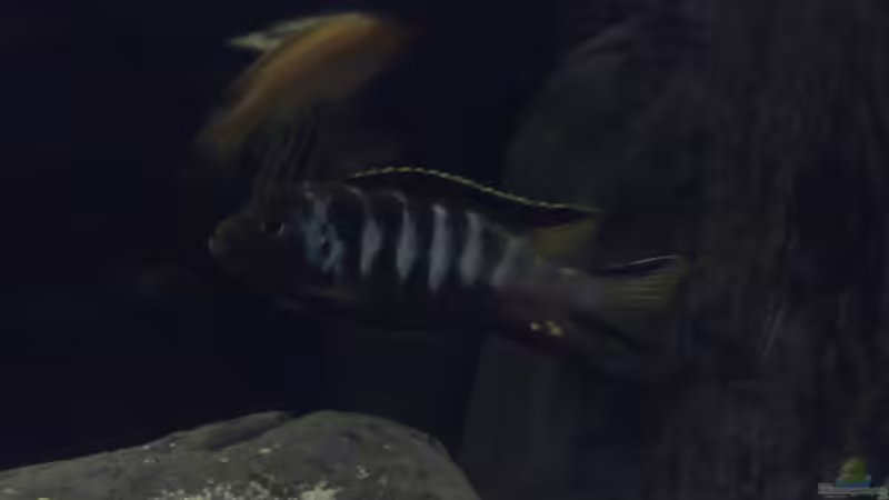 Besatz im Aquarium Malawi-Marmor von BRANDNEW (14)