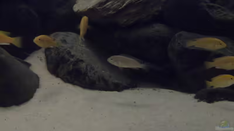 Besatz im Aquarium Malawi-Marmor von BRANDNEW (15)