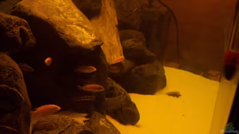 Besatz im Aquarium Malawi-Marmor von BRANDNEW (16)