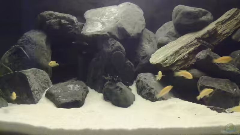 Besatz im Aquarium Malawi-Marmor von BRANDNEW (20)