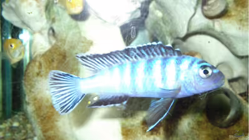 Besatz im Aquarium Malawi Mbuna Becken -Aufgelöst- von BronzeOrb (4)