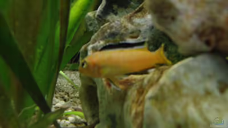 Besatz im Aquarium Malawi Mbuna Becken -Aufgelöst- von BronzeOrb (5)