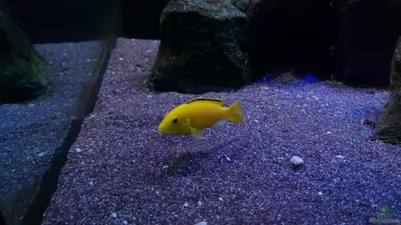 Besatz im Aquarium Malawi Mbuna (Existiert nicht mehr) von Limited (10)