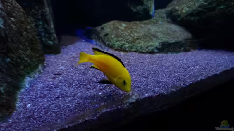 Besatz im Aquarium Malawi Mbuna (Existiert nicht mehr) von Limited (11)