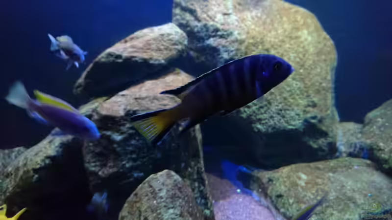 Besatz im Aquarium Malawi Mbuna (Existiert nicht mehr) von Limited (13)