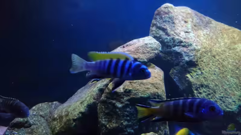 Besatz im Aquarium Malawi Mbuna (Existiert nicht mehr) von Limited (14)