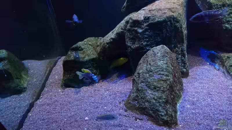 Besatz im Aquarium Malawi Mbuna (Existiert nicht mehr) von Limited (15)