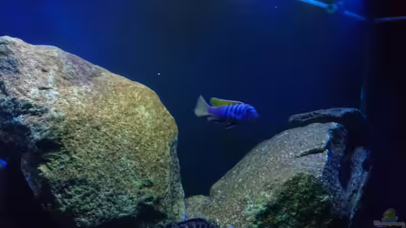 Besatz im Aquarium Malawi Mbuna (Existiert nicht mehr) von Limited (16)