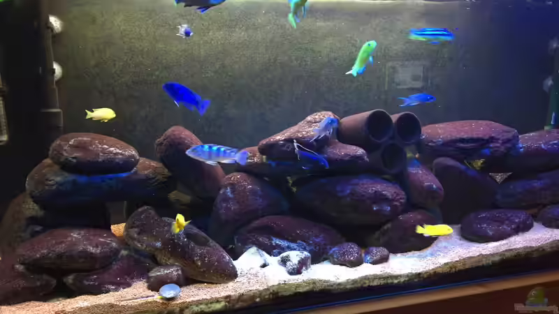 Besatz im Aquarium Malawi Mbuna Tank vor Umbau von Sven W. (6)