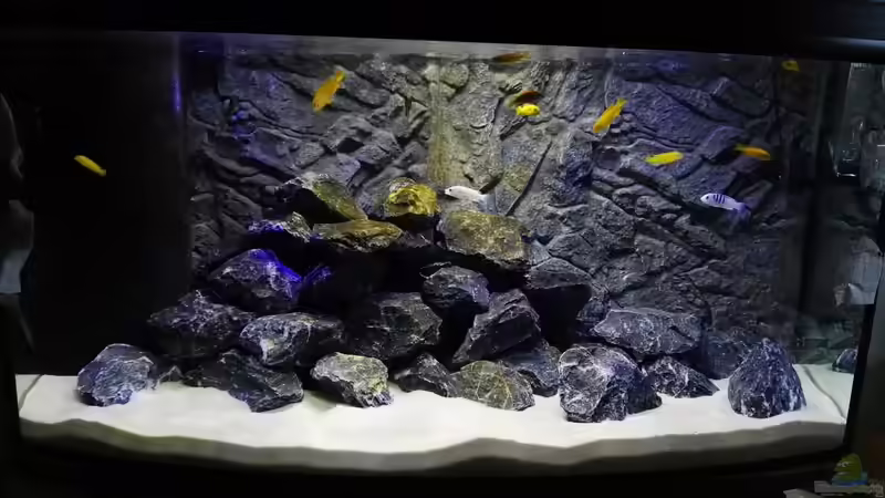 Besatz im Aquarium Malawi Mbuna von Max V. (18)