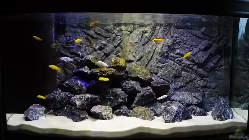 Besatz im Aquarium Malawi Mbuna von Max V. (22)