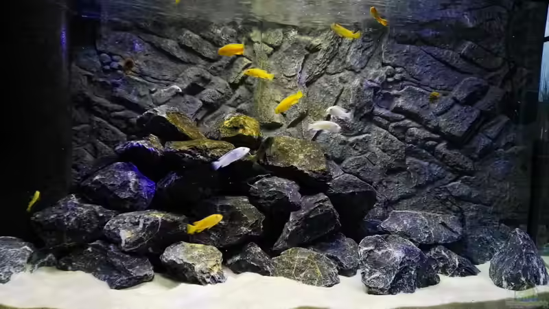 Besatz im Aquarium Malawi Mbuna von Max V. (24)