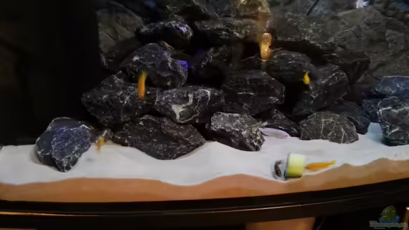 Besatz im Aquarium Malawi Mbuna von Max V. (26)