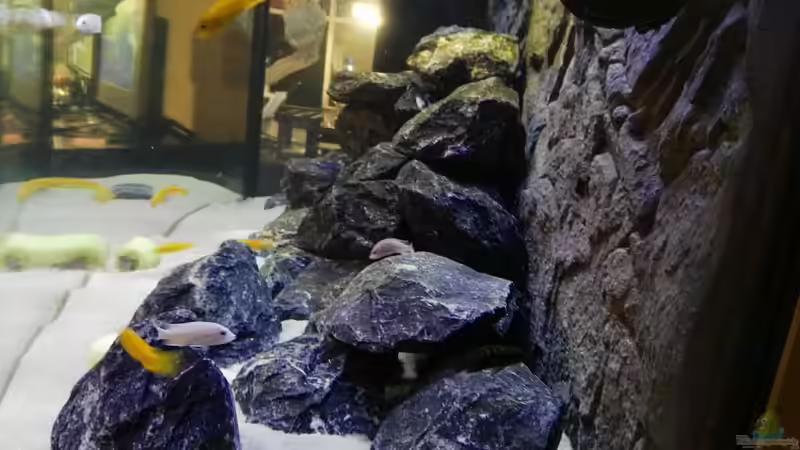 Besatz im Aquarium Malawi Mbuna von Max V. (29)