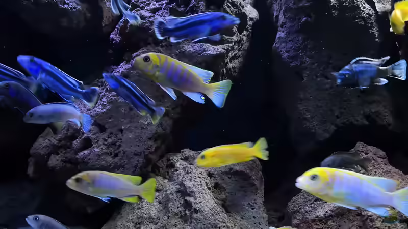 Besatz im Aquarium Malawi mbuna von Speedy02 (3)