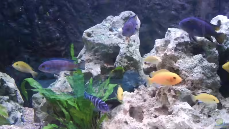 Besatz im Aquarium Malawi MBunas von Nano-FAN (10)