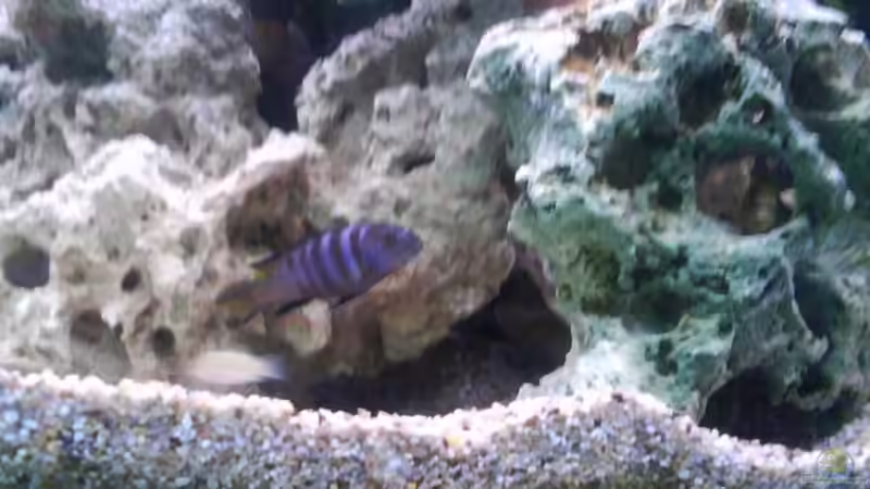 Besatz im Aquarium Malawi MBunas von Nano-FAN (11)