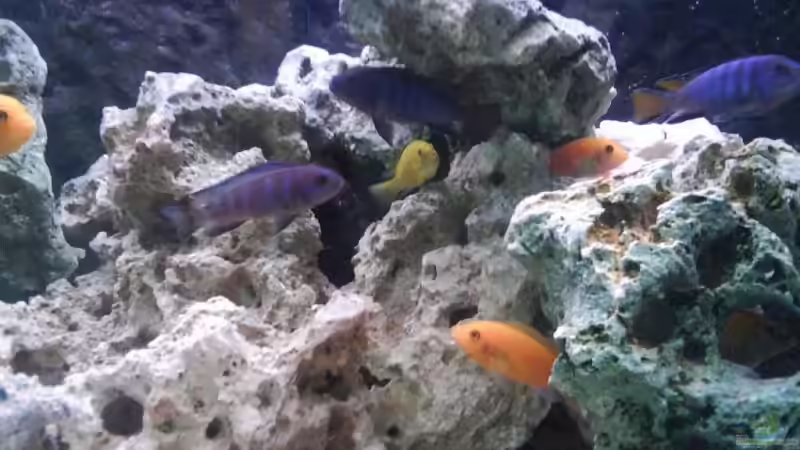 Besatz im Aquarium Malawi MBunas von Nano-FAN (12)