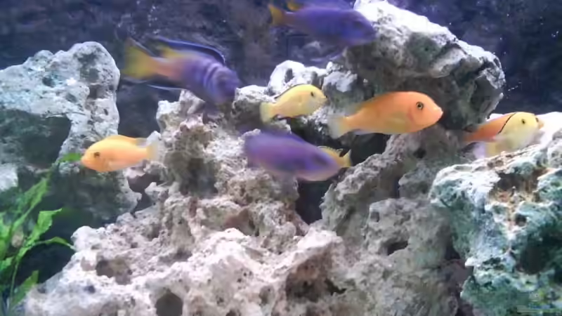 Besatz im Aquarium Malawi MBunas von Nano-FAN (13)