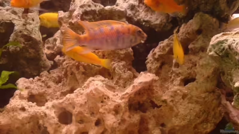 Besatz im Aquarium Malawi MBunas von Nano-FAN (7)