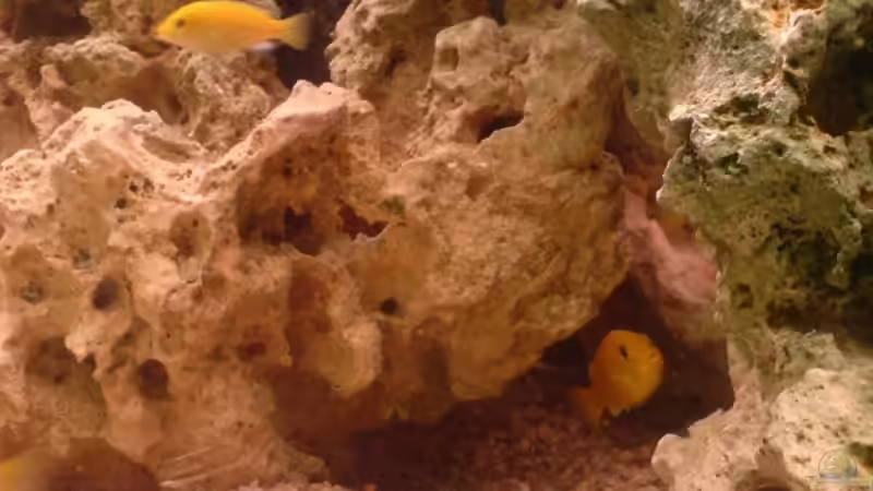 Besatz im Aquarium Malawi MBunas von Nano-FAN (8)