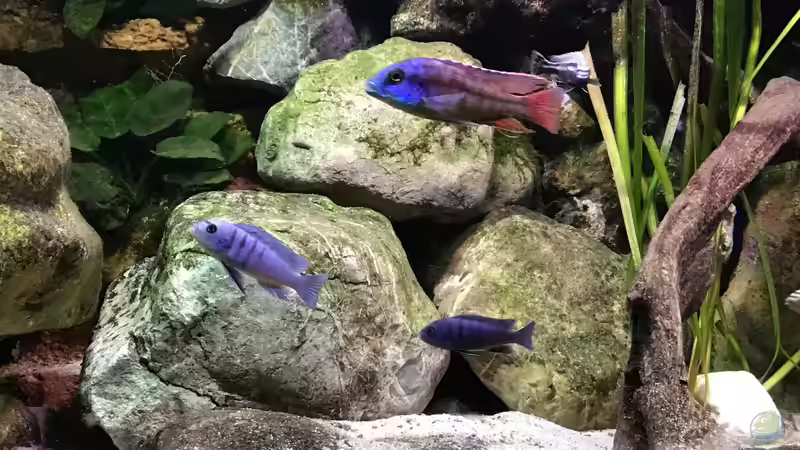 Besatz im Aquarium Malawi Mix &amp; Friends von Wolli (10)